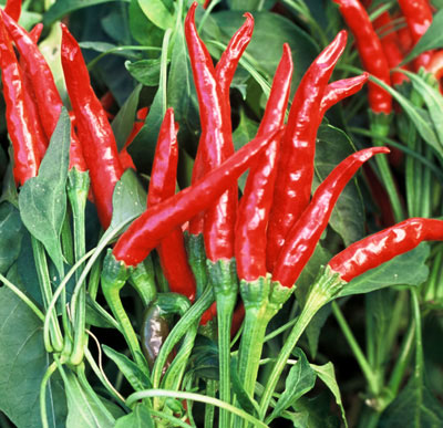 Hot thai peppers