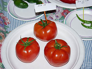 Chef's Choice Green Hybrid Tomato, AAS Winners: Totally Tomatoes